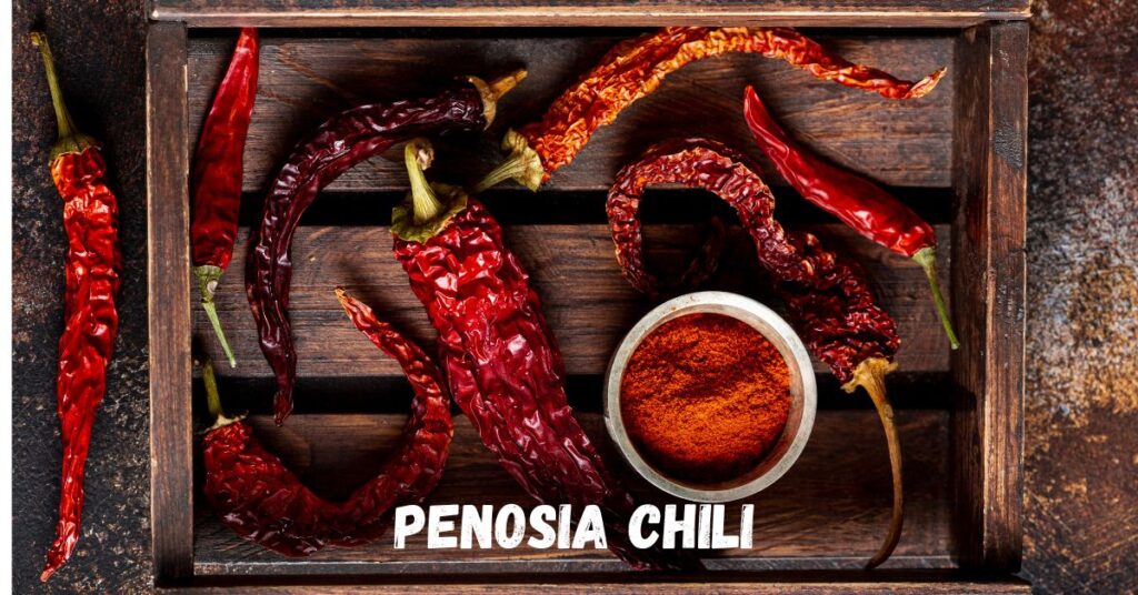 Penosia Chili