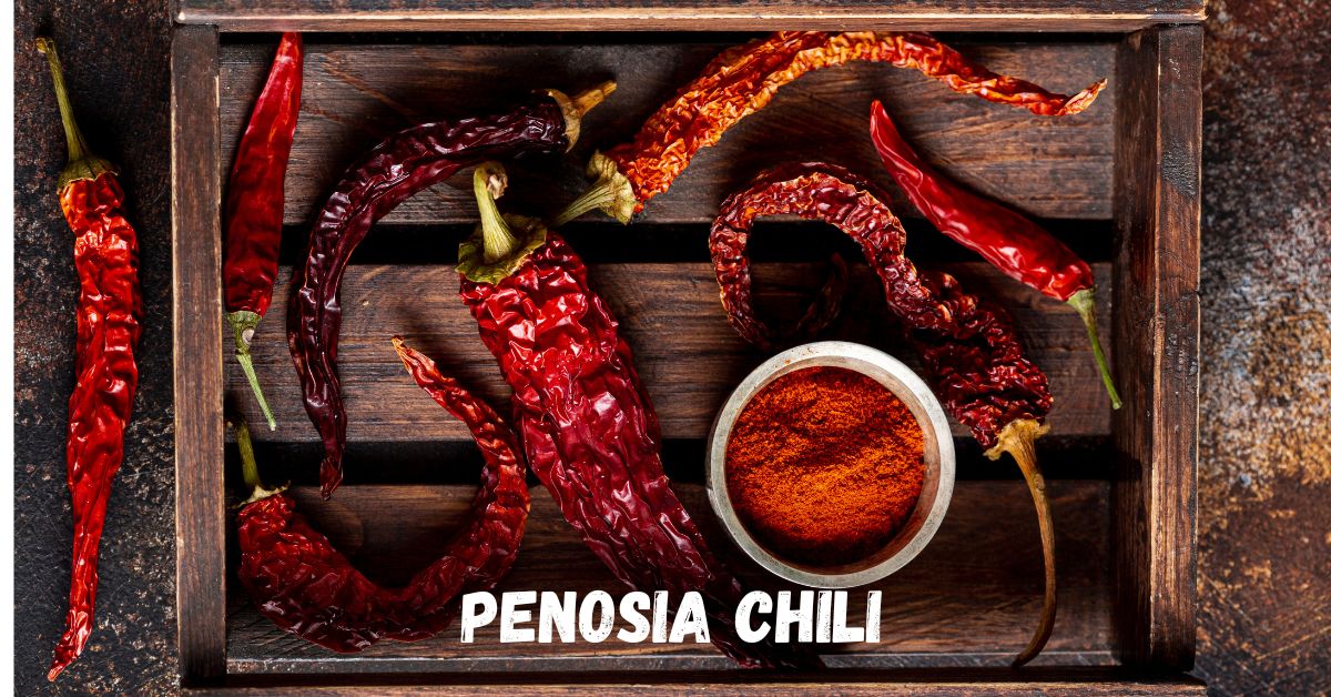 Penosia Chili